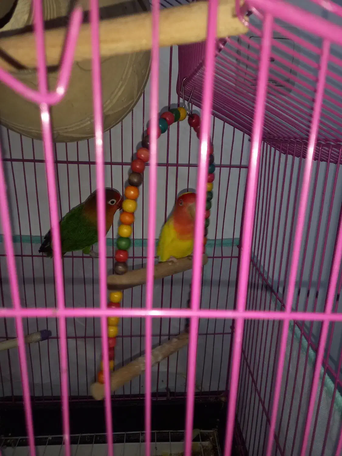 طوطی کوتوله|پرنده|بندرعباس, |دیوار