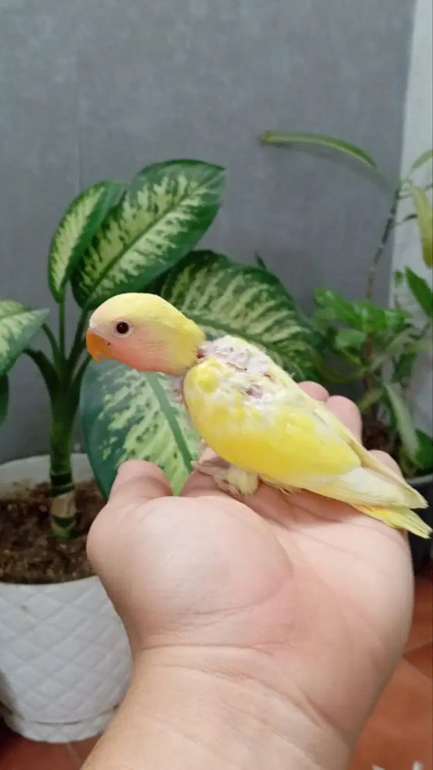 جوجه طوطی برزیلی|پرنده|تهران, کیانشهر|دیوار