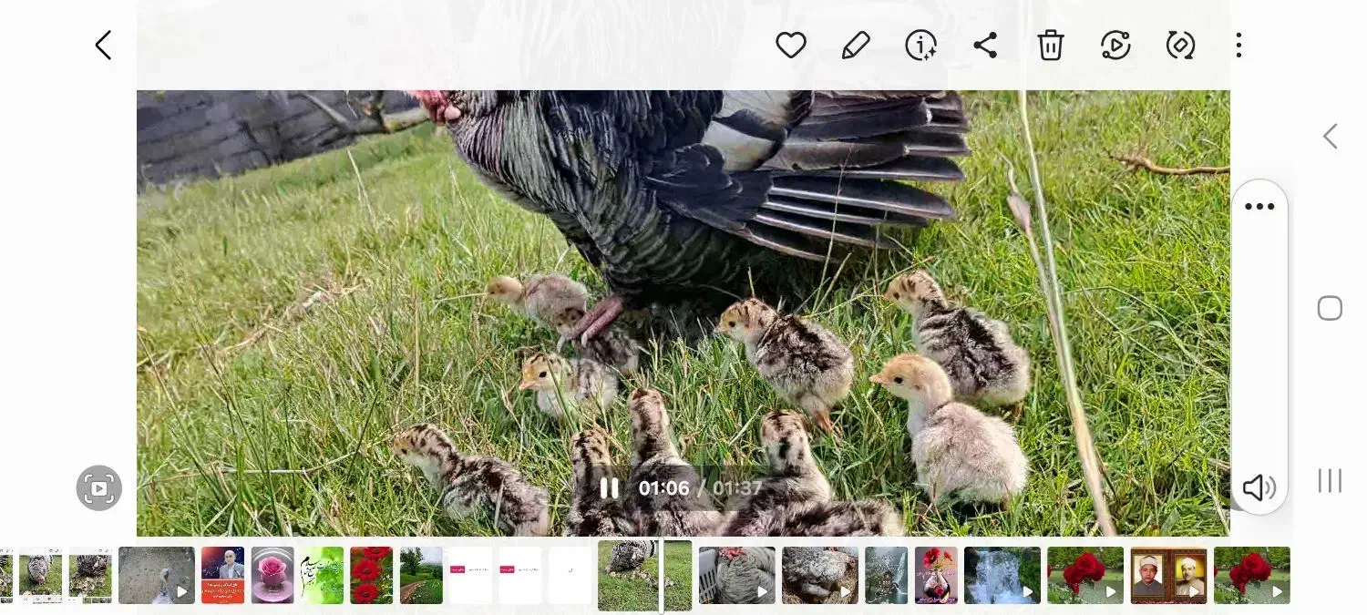 جوجه بوقلمون محلی سه روزه|حیوانات مزرعه|لنگرود, |دیوار