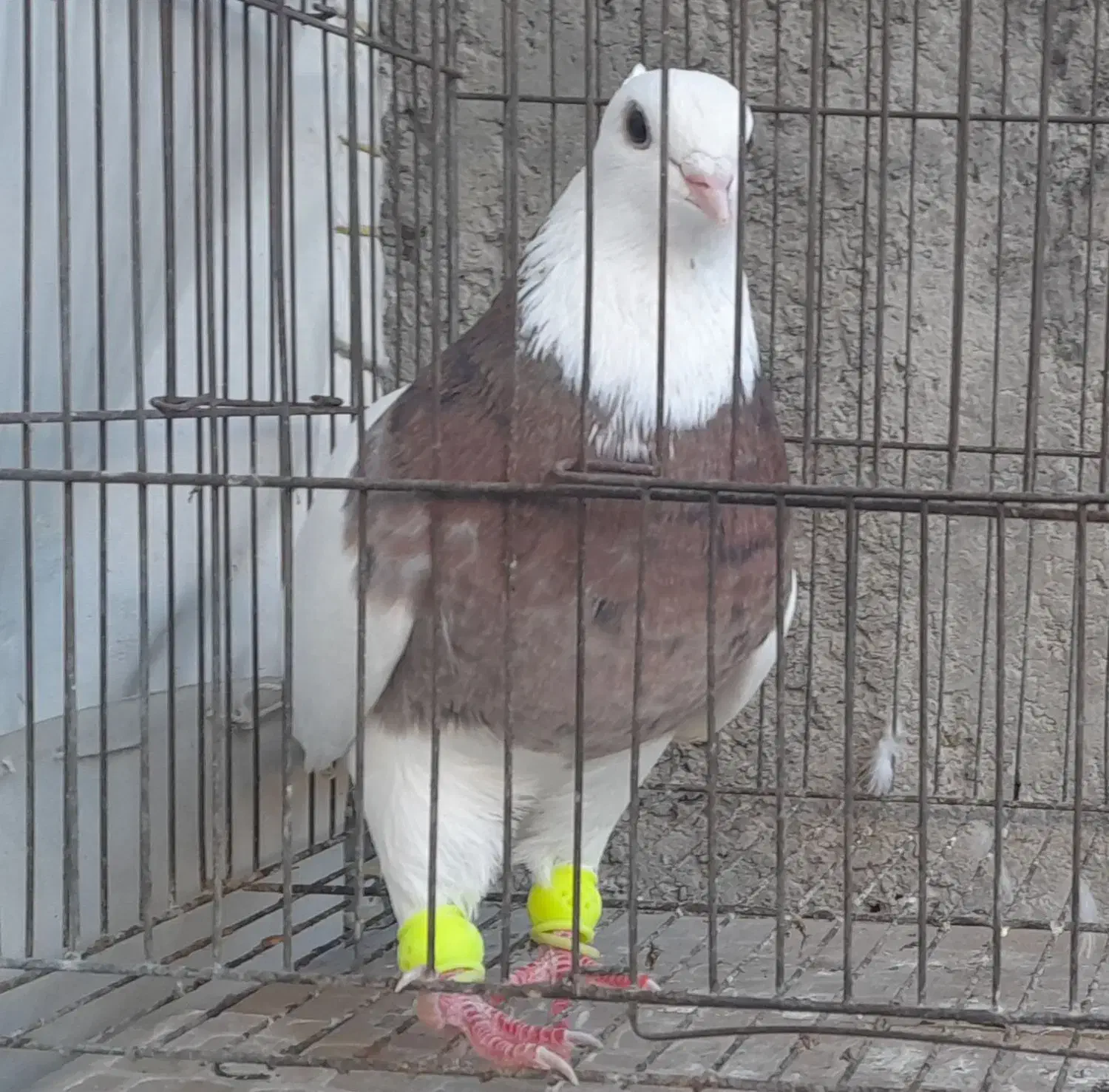 خروس|حیوانات مزرعه|قزوین, |دیوار