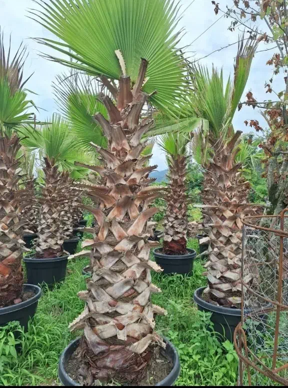 پالم واشنگتن|گل و گیاه طبیعی|بندرعباس, |دیوار