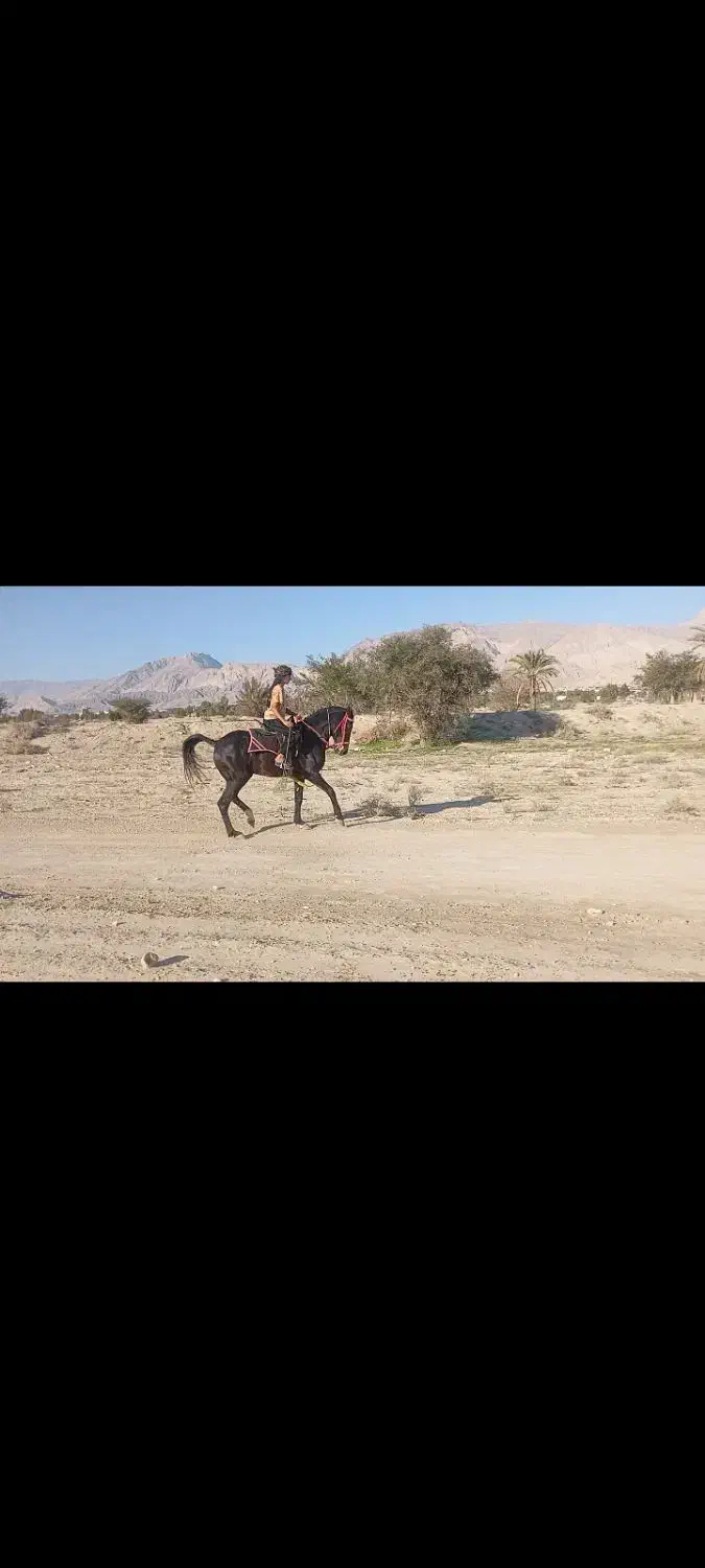 نریون سیاه|اسب و تجهیزات اسب‌سواری|بندرعباس, |دیوار