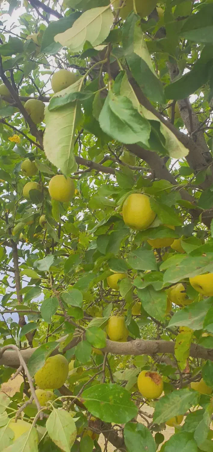 فروش باغ سیب ۲۰ ساله در روستای هفت اباد|فروش خانه و ویلا|سیلوانه, |دیوار