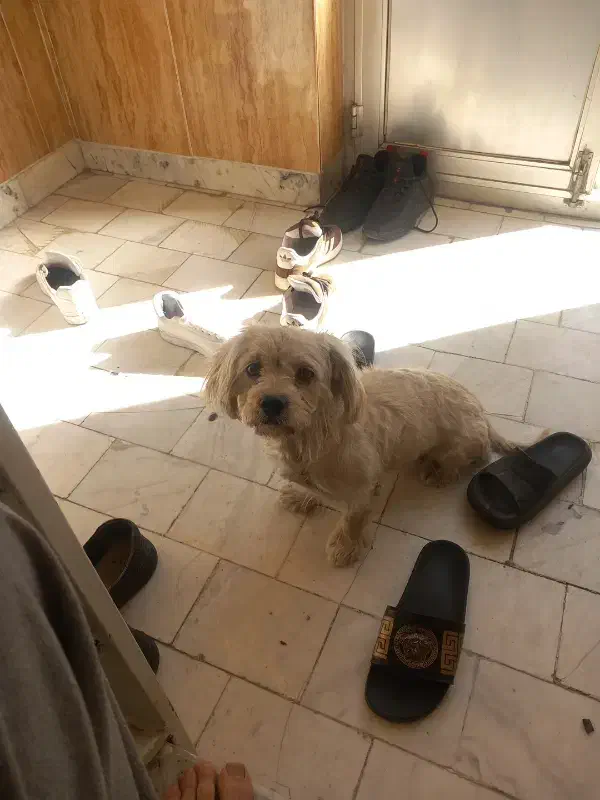 سگ شیتزو|سگ|اردبیل, |دیوار