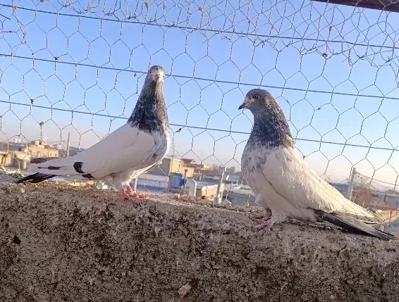 کبوتر کله دار|پرنده|کبودرآهنگ, |دیوار