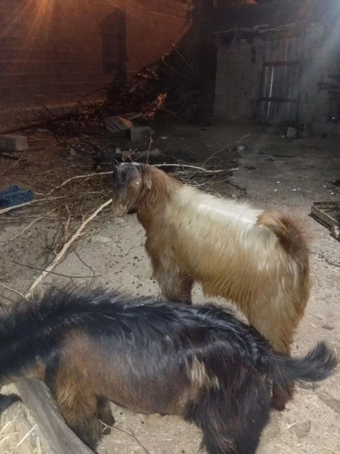 فروش کهره ، لطفا تماس|حیوانات مزرعه|جم, |دیوار