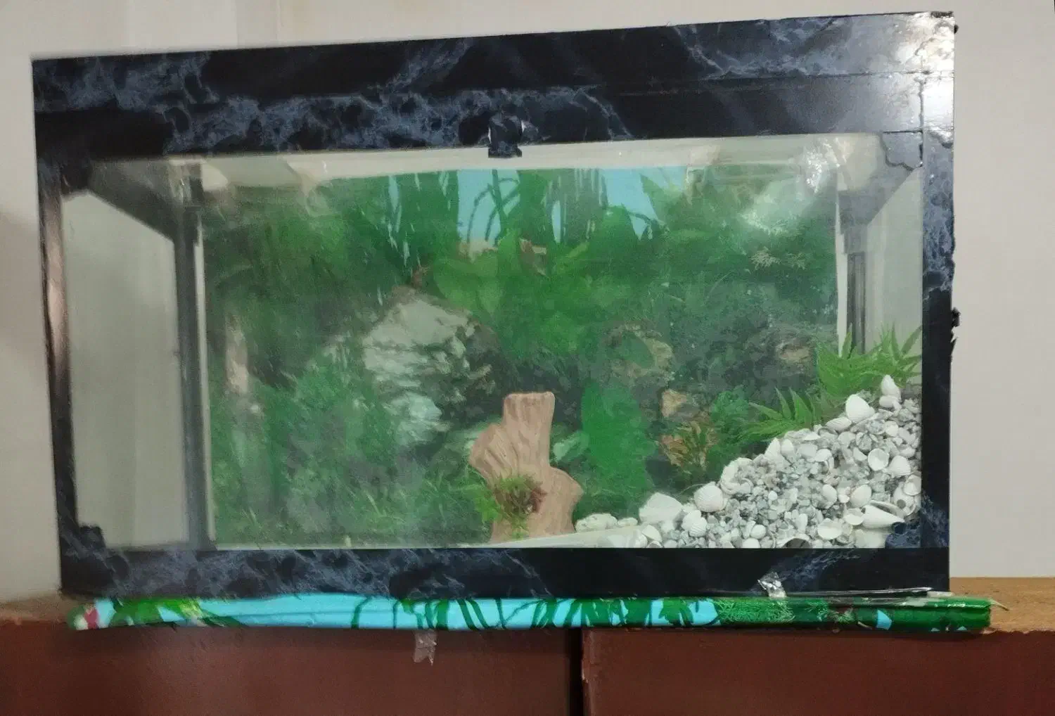 آگواریوم به همراه وسایل جانبی|ماهی|رشت, پیرکلاچای|دیوار