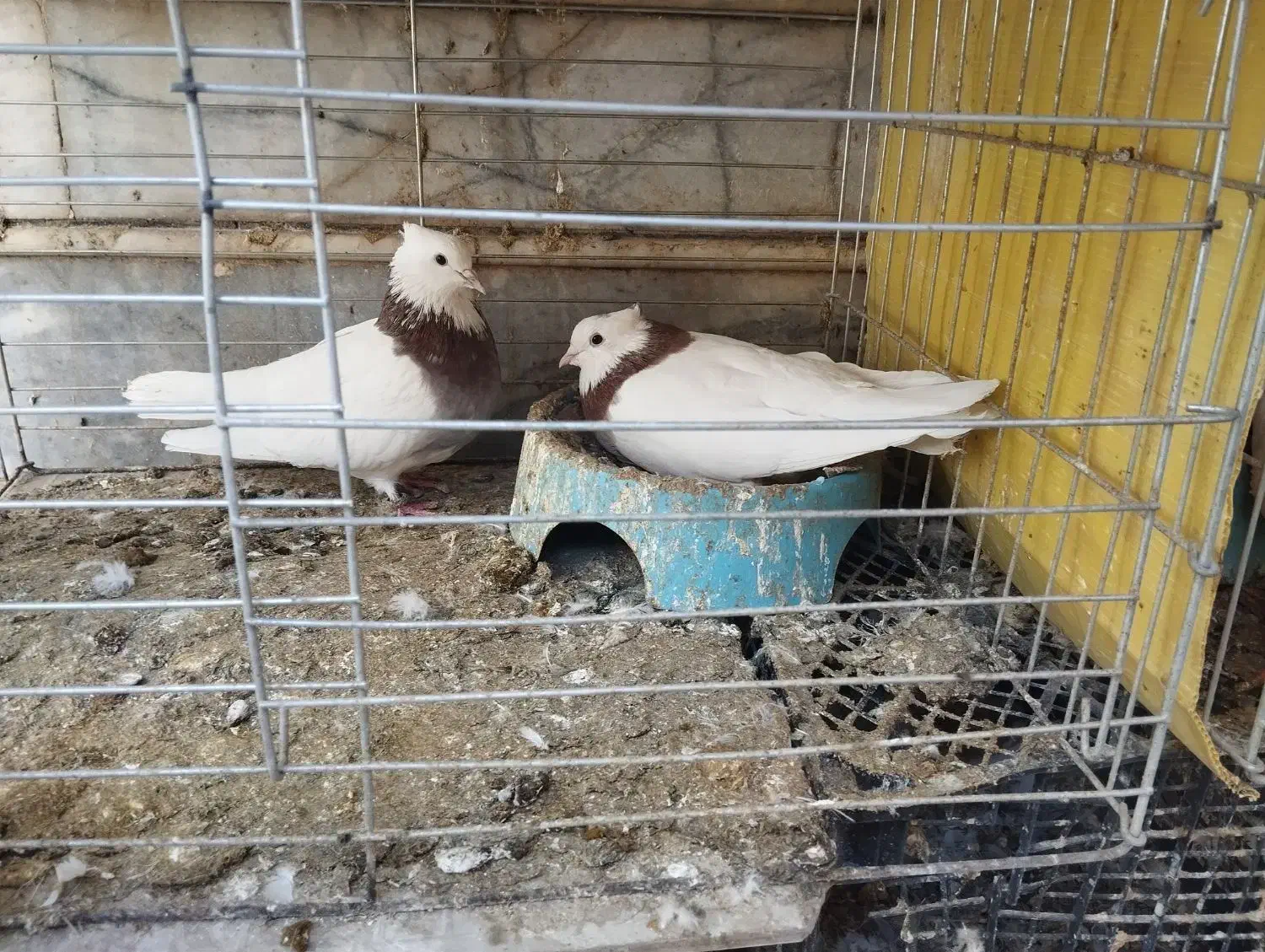 کبوترطوقی|پرنده|سمنان, |دیوار