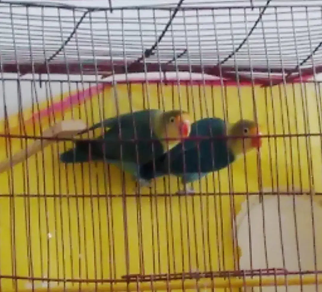 طوطی برزیلی|پرنده|شاهرود, |دیوار