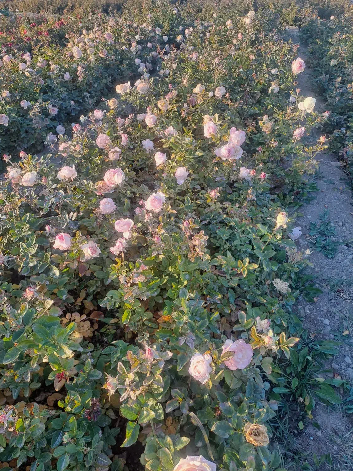 کندرز هلندی|گل و گیاه طبیعی|محلات, |دیوار