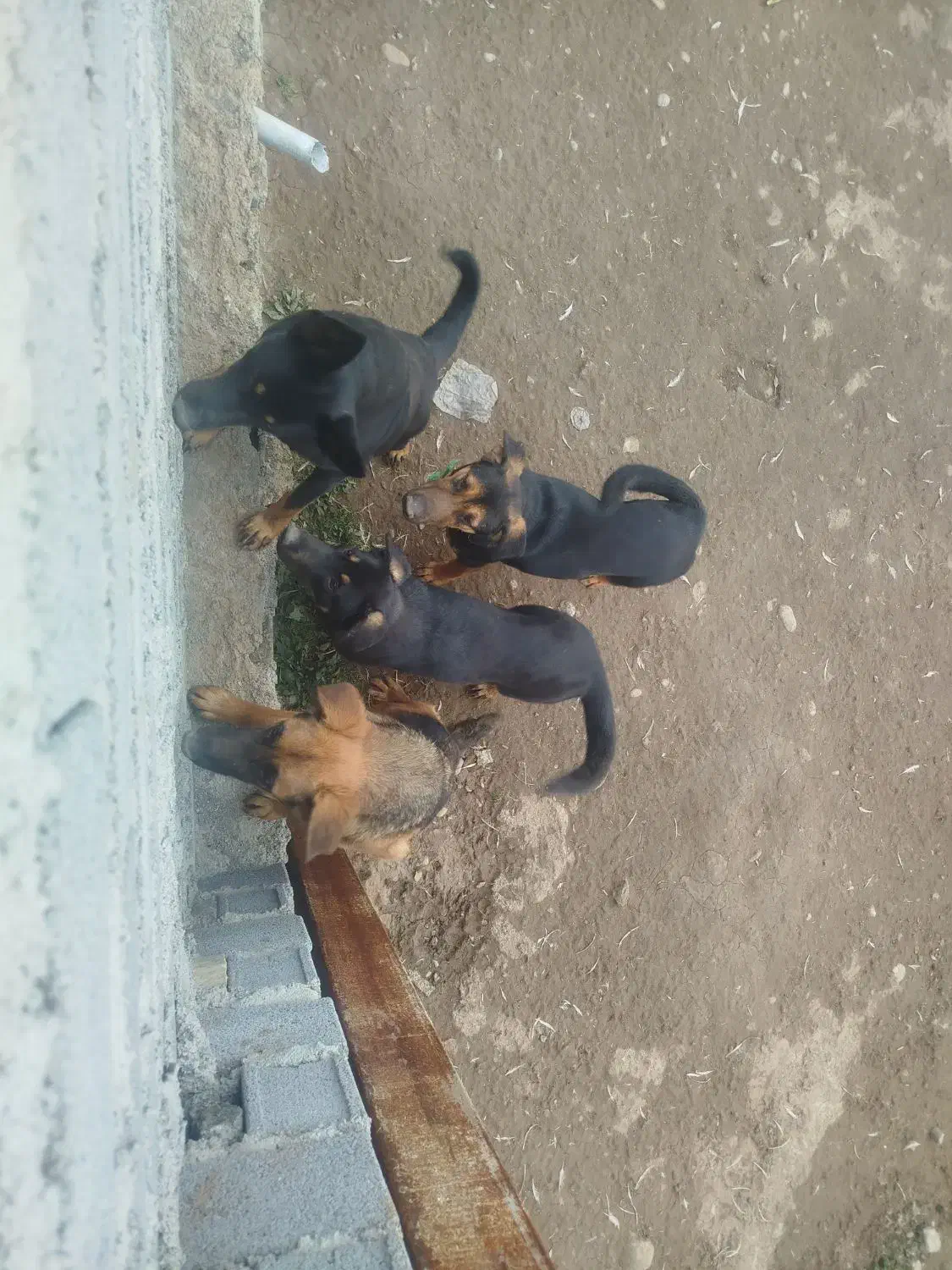 ژرمن|سگ|قائم‌شهر, |دیوار