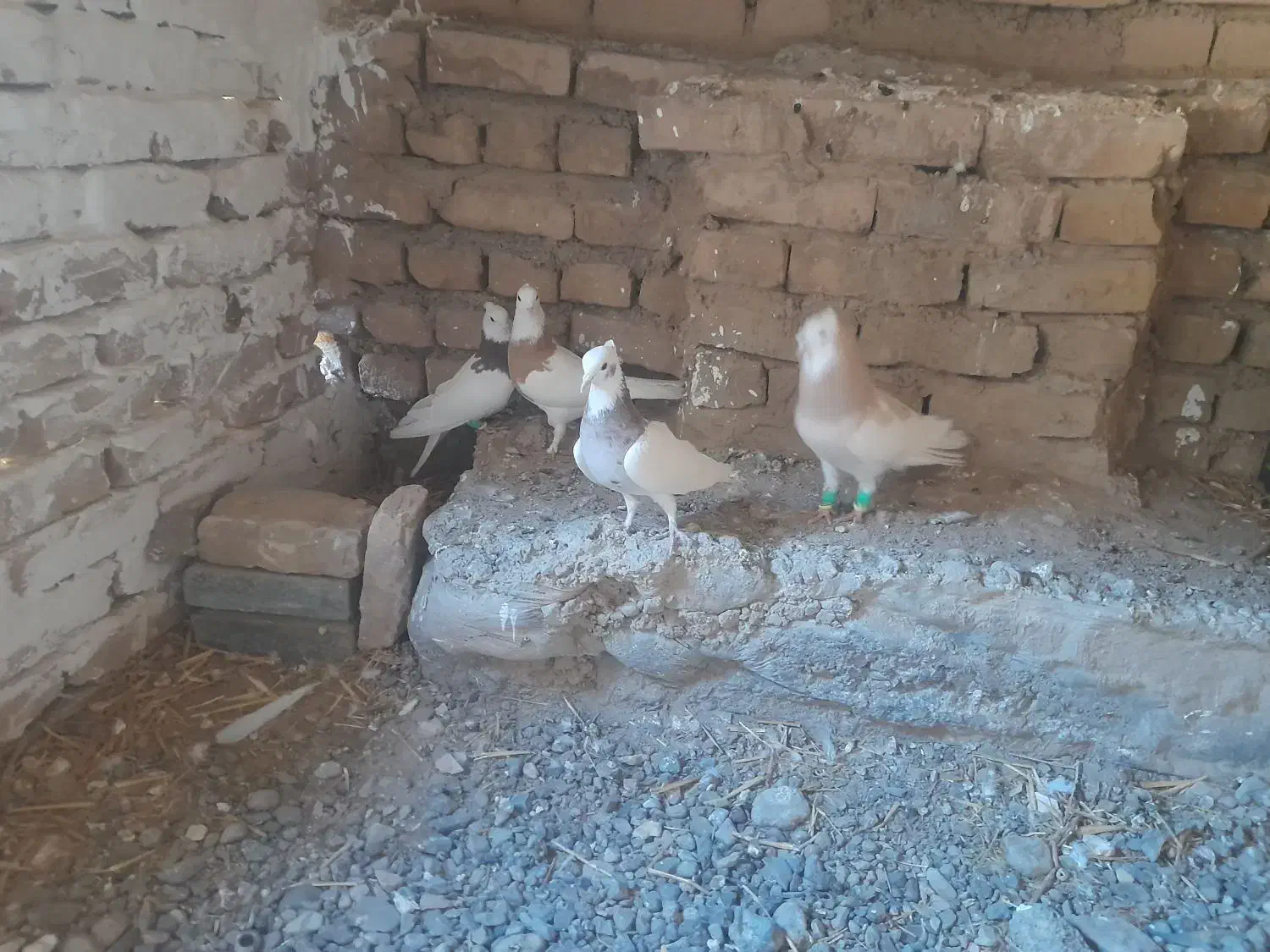 طوقی|پرنده|جوادآباد, |دیوار