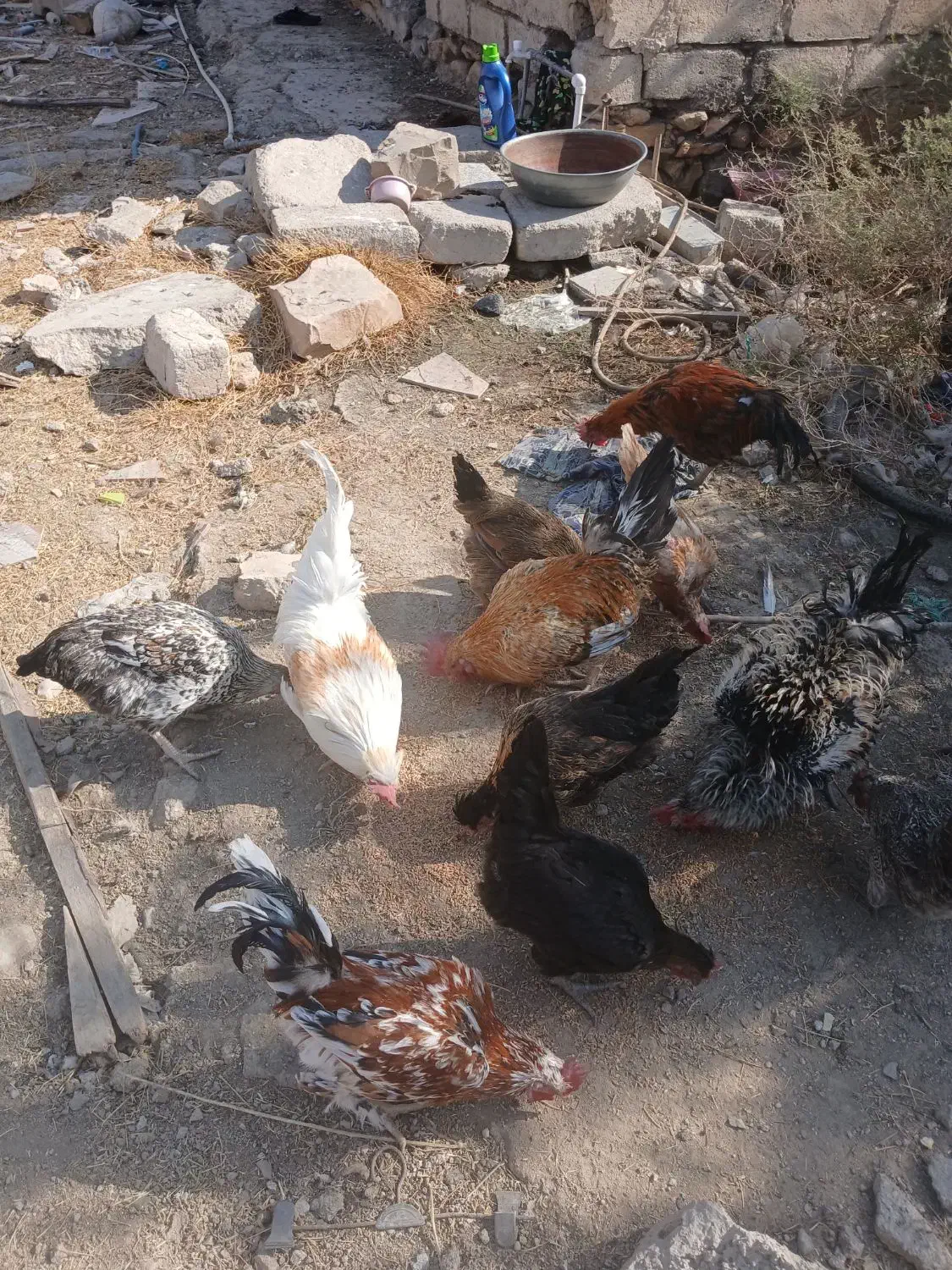 خروس ها فروشی هستن|حیوانات مزرعه|دهدشت, |دیوار