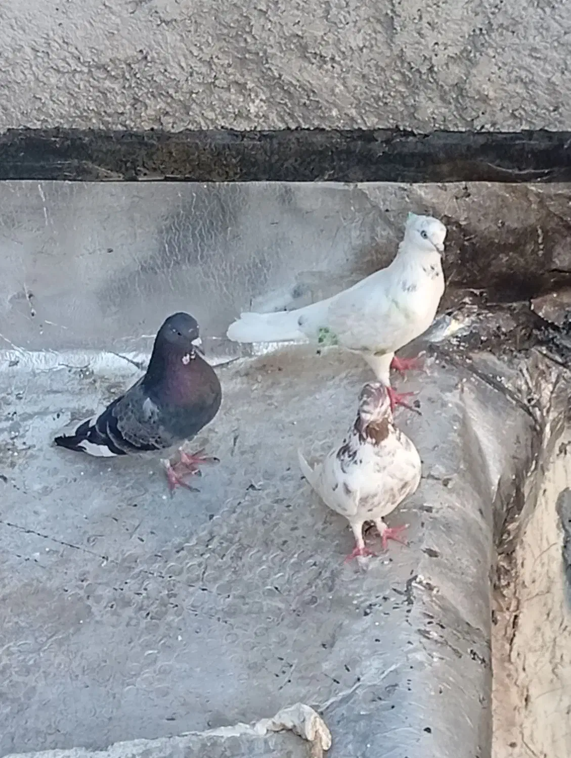 3عدد کبوتر دونه ای 200هزار|پرنده|نورآباد, |دیوار