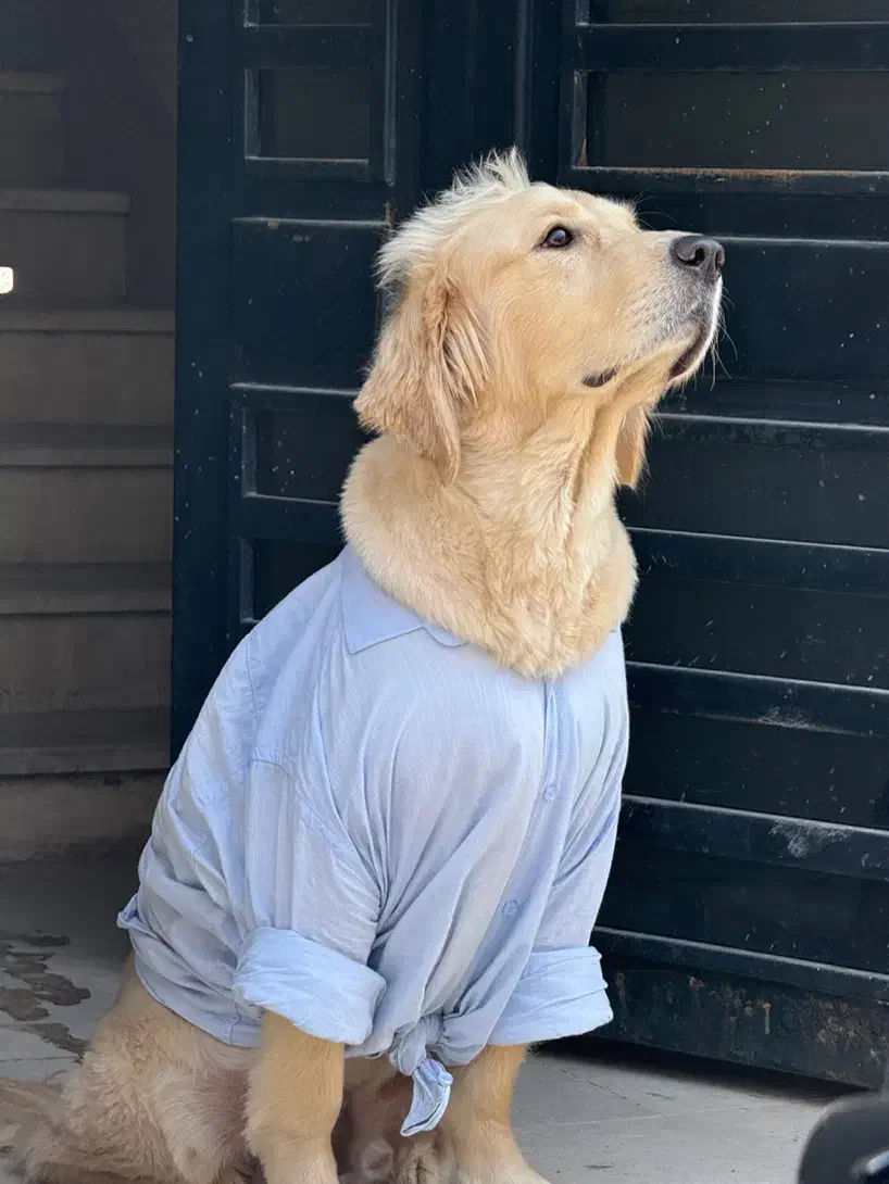 ۱۰ میلیون مژدگانی سگ گم شده|حیوانات|باغ ملک, |دیوار