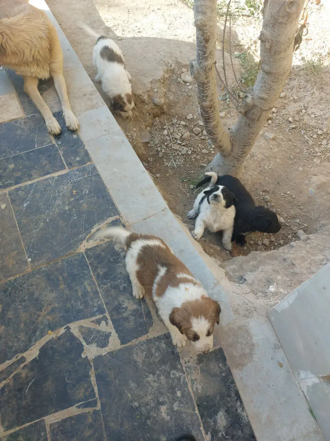 واگذاری رایگان سگ|سگ|پیشوا, |دیوار