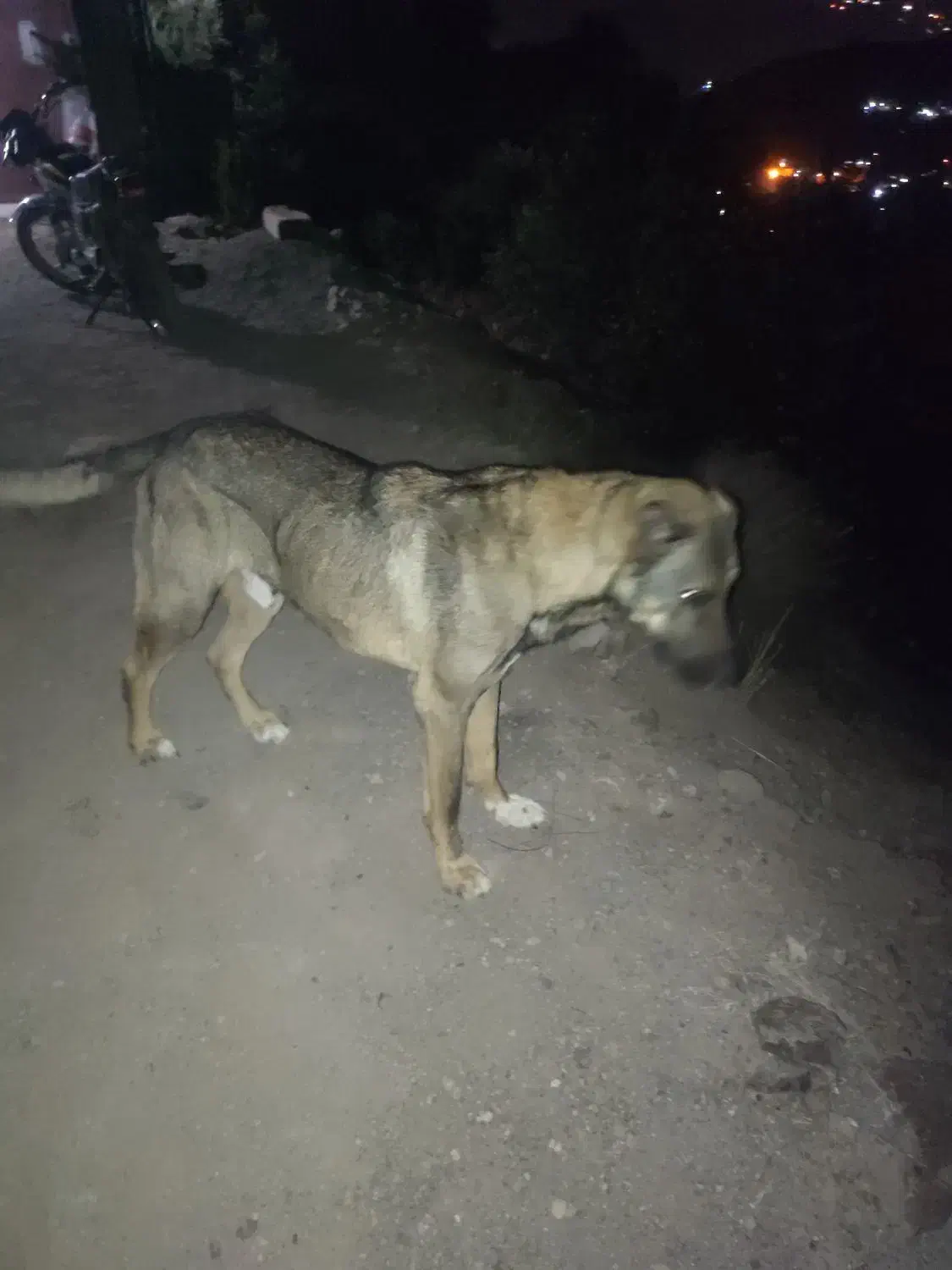 پژدر 10ماهه نر|سگ|رودبار, |دیوار