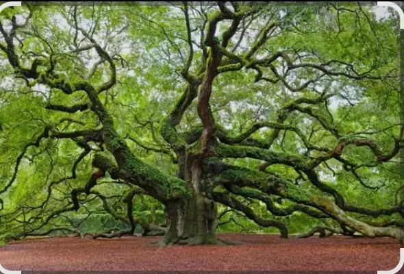 ناحال|گل و گیاه طبیعی|تربت جام, جامی|دیوار