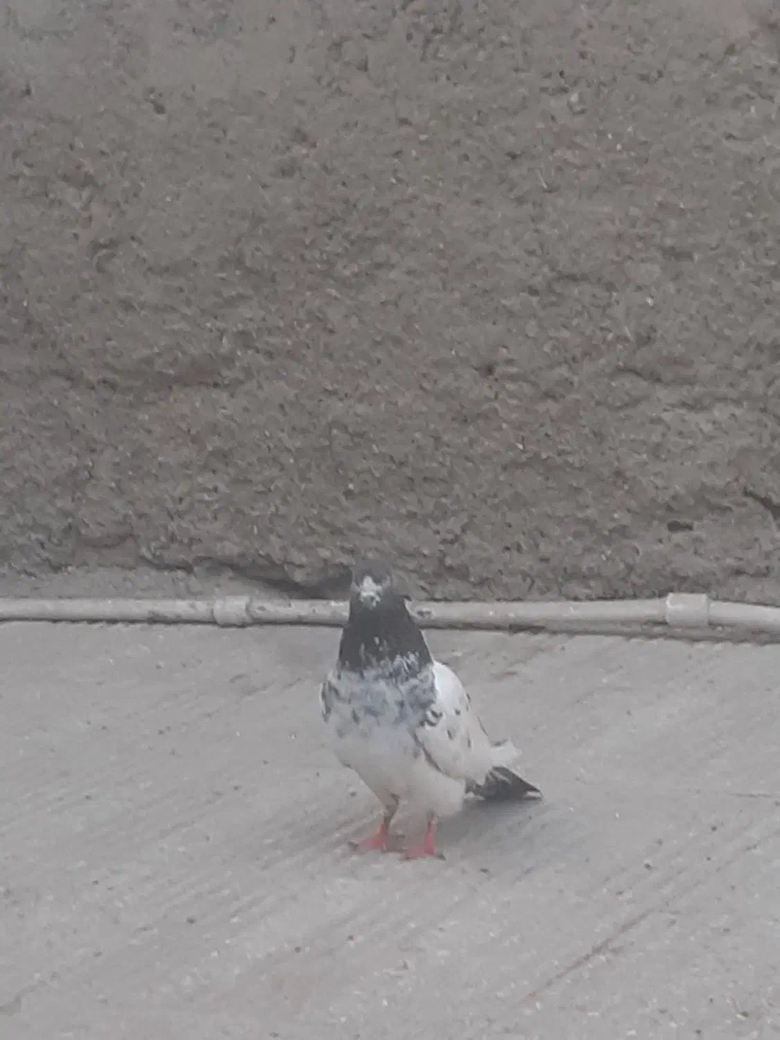 دوعدد نر فروشی|پرنده|چابهار, |دیوار