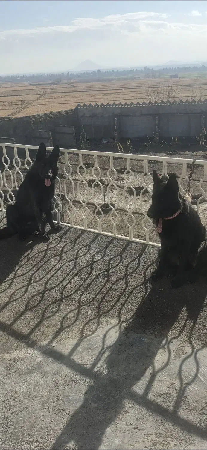 ژرمن بلک وژرمن ماده|سگ|لنجان, |دیوار