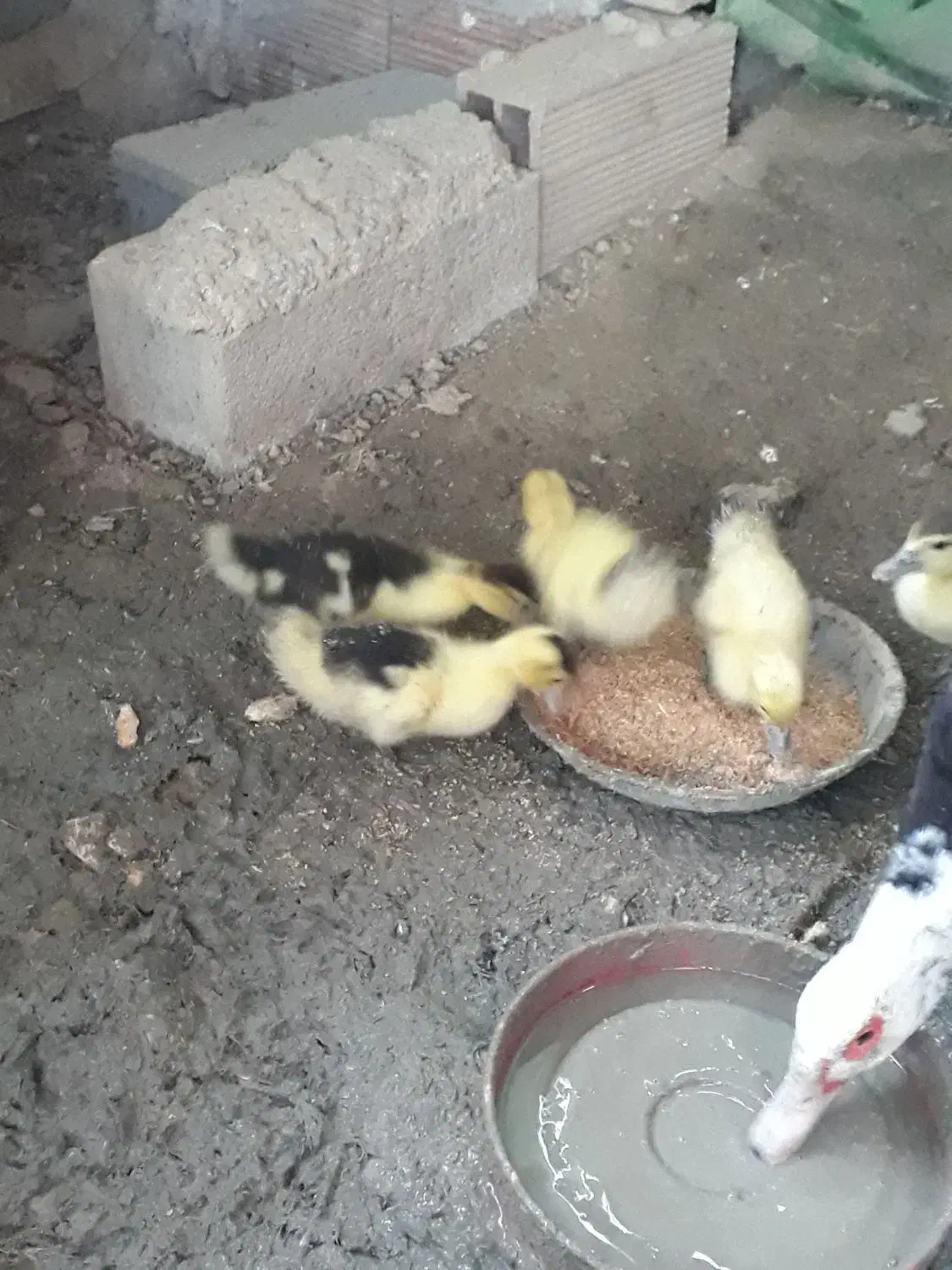 جوجه‌اردک|حیوانات مزرعه|سورک, |دیوار