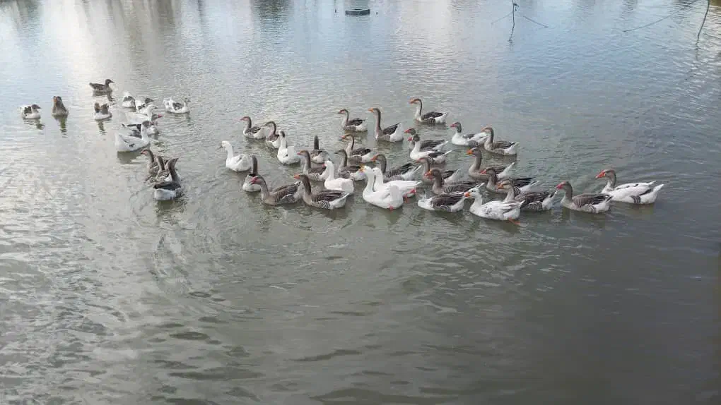 تعدادی غاز و قو غاز|حیوانات مزرعه|سنگر, |دیوار