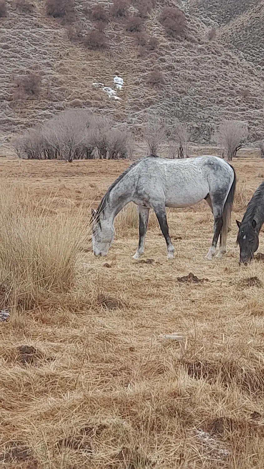 اسب کرد نریان|اسب و تجهیزات اسب‌سواری|دماوند, دماوند|دیوار