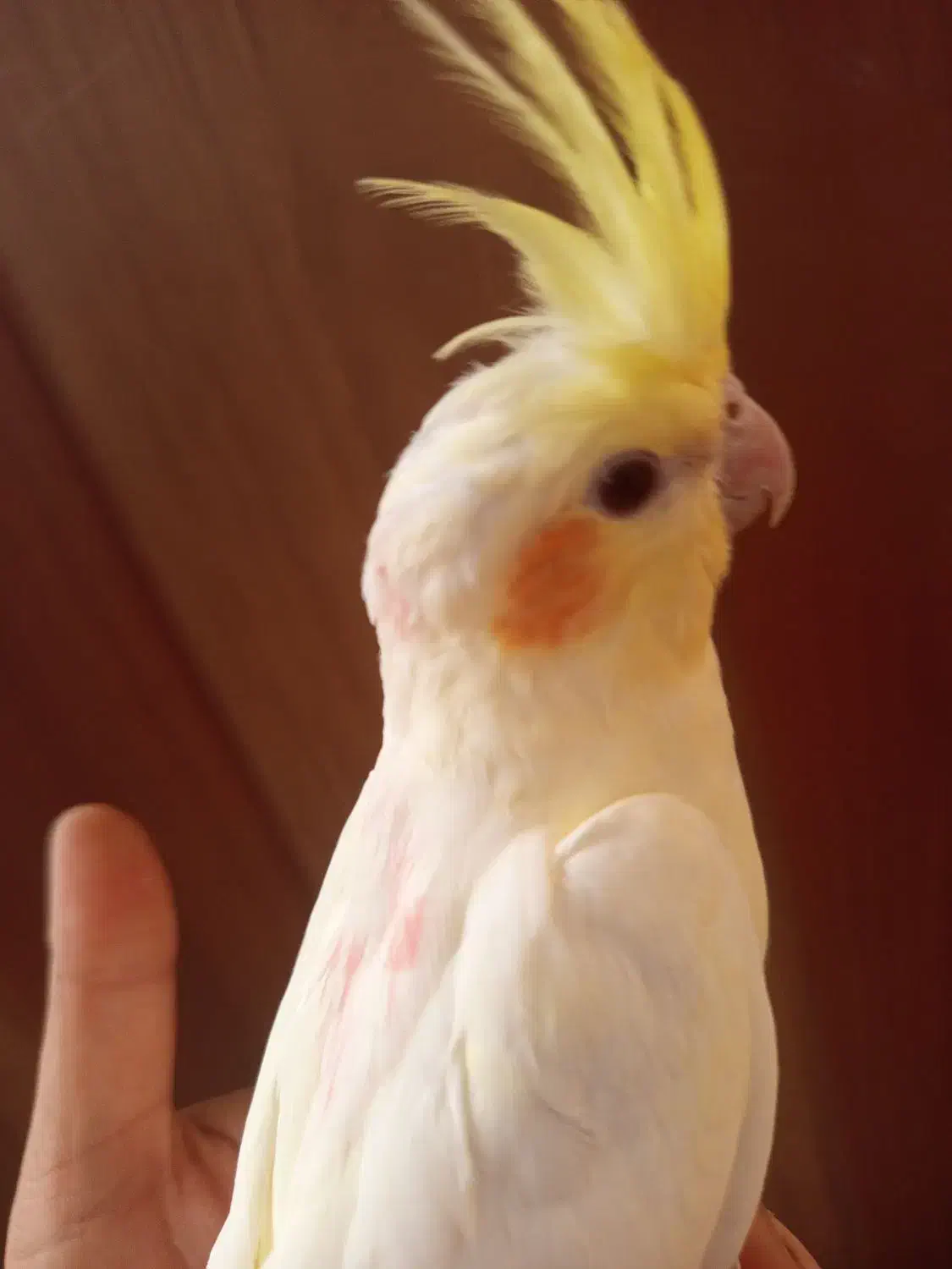 عروس هلندی دستی|پرنده|صدرا-فارس, فاز ۱|دیوار