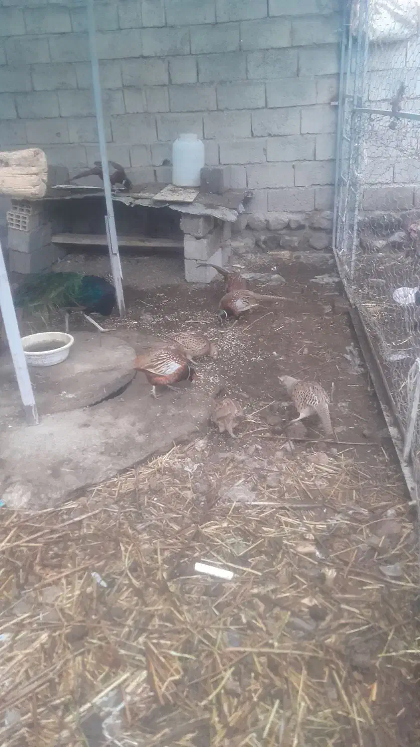 مرع‌وخروس‌امریکای‌تخم‌گزار‌|حیوانات مزرعه|مشگین شهر, |دیوار