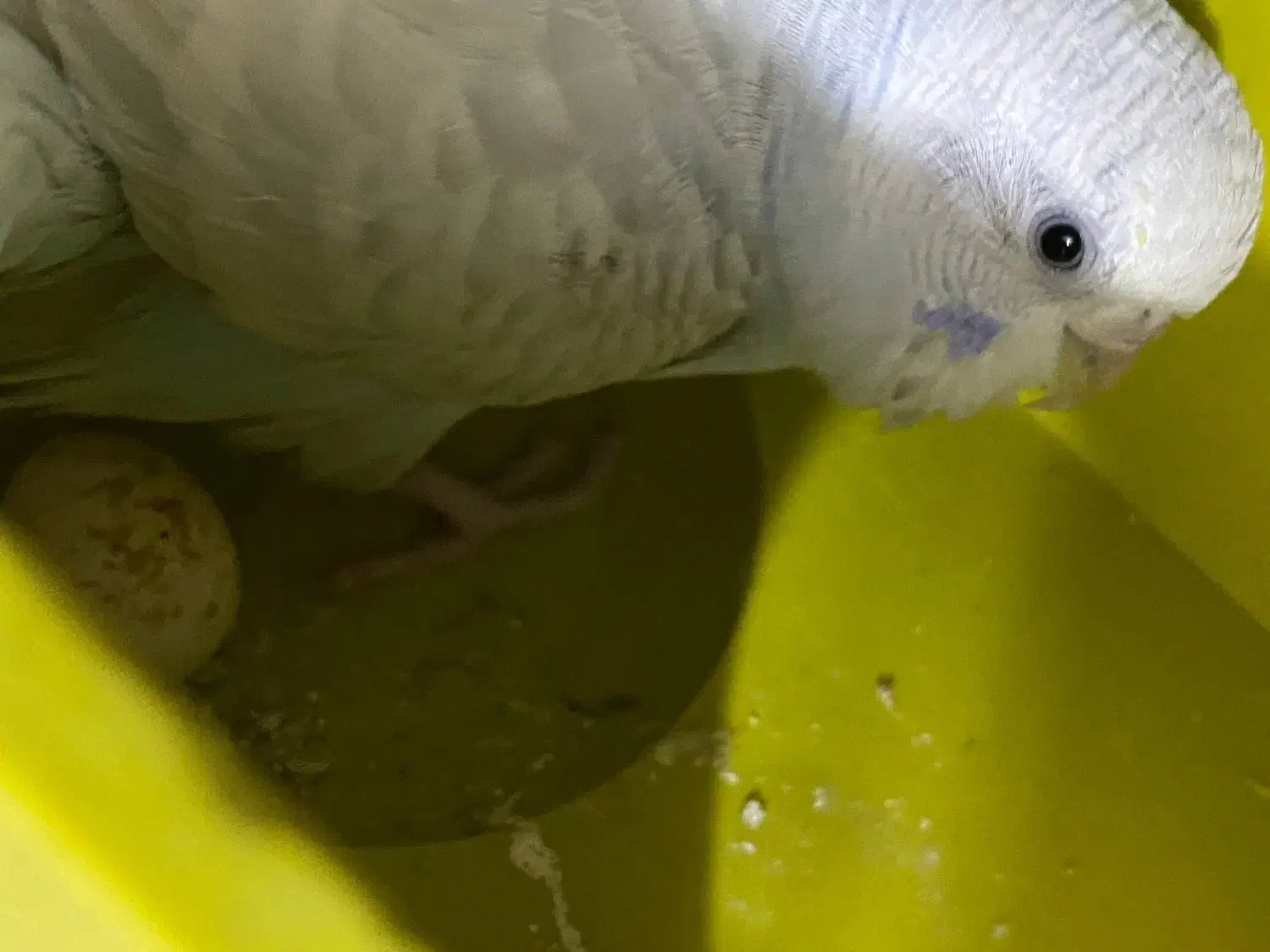 مرغ عشق|پرنده|سمنان, |دیوار