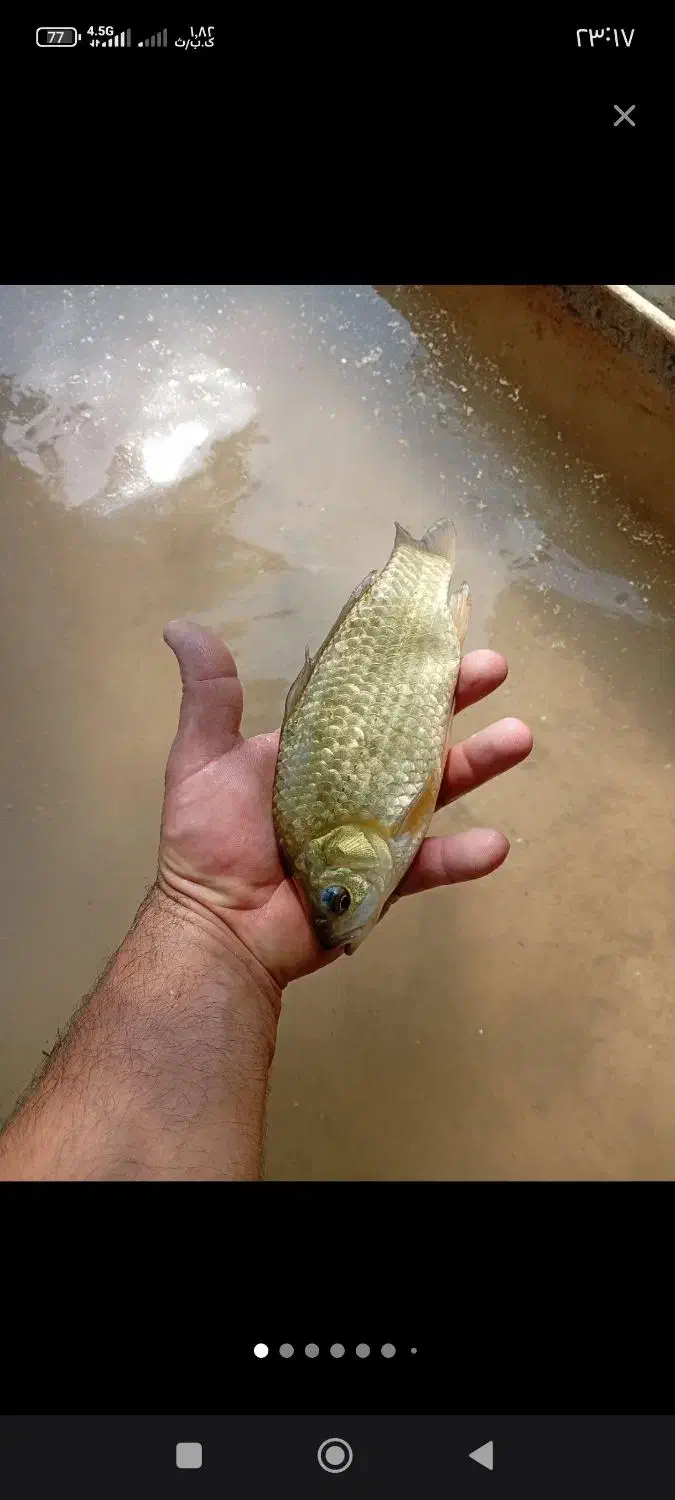 ماهی کپور زنده|ماهی|بختگان, |دیوار