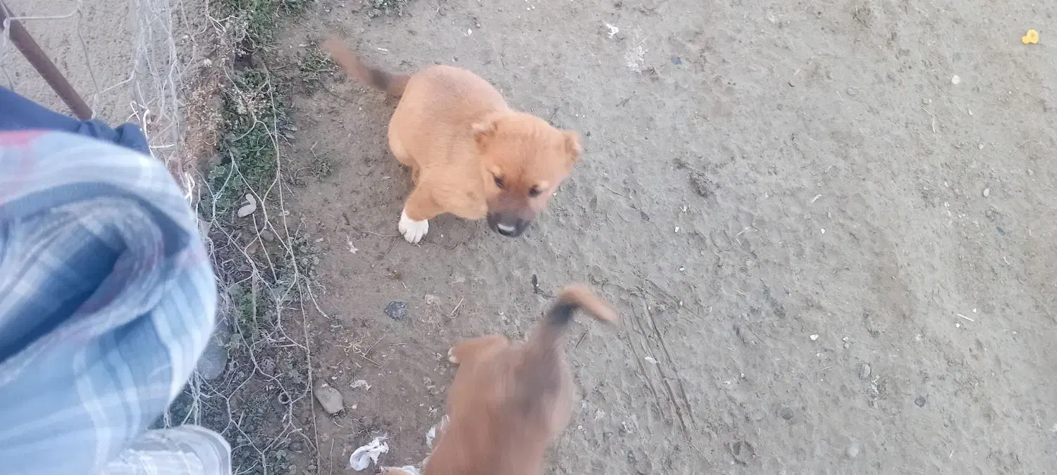 سگ سرابی|سگ|اسلام آباد, |دیوار