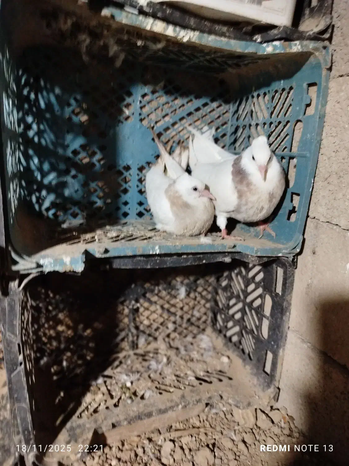 کبوتر طوقی جوجه|پرنده|گنبد کاووس, |دیوار