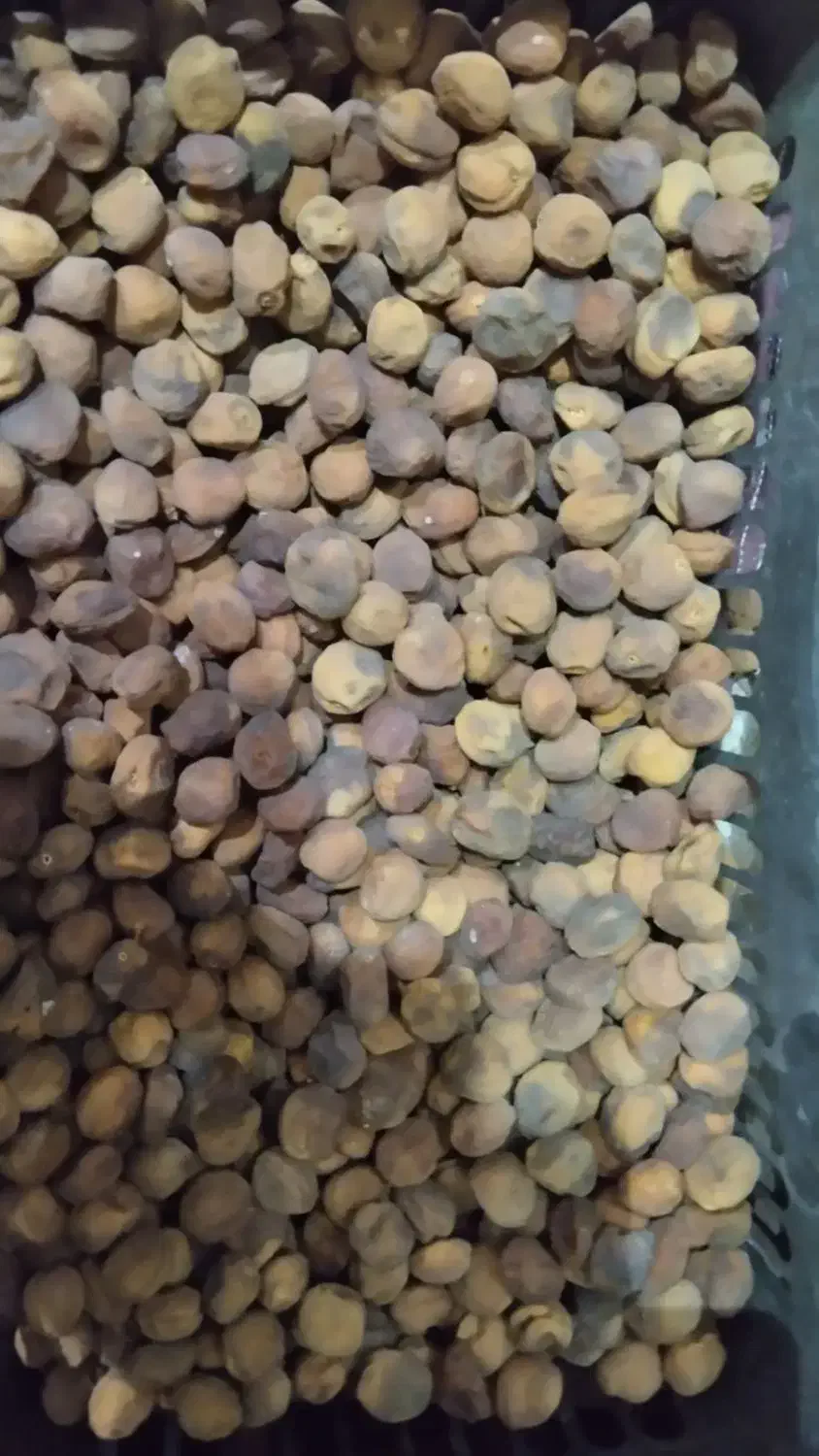 زردآلو تازه امسال|خوردنی و آشامیدنی|انگوران, |دیوار