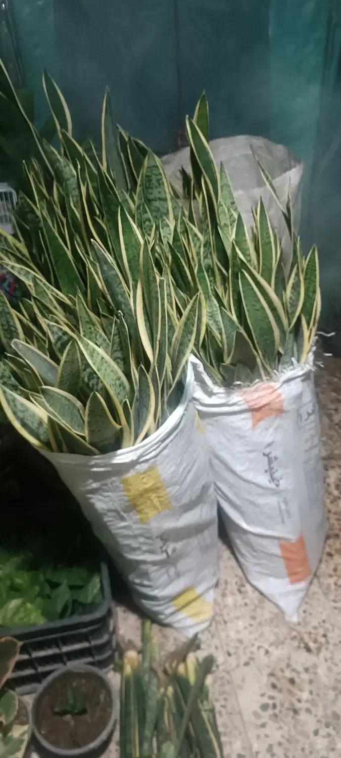 حراجی سانسوریا|گل و گیاه طبیعی|شیروان (خراسان), |دیوار