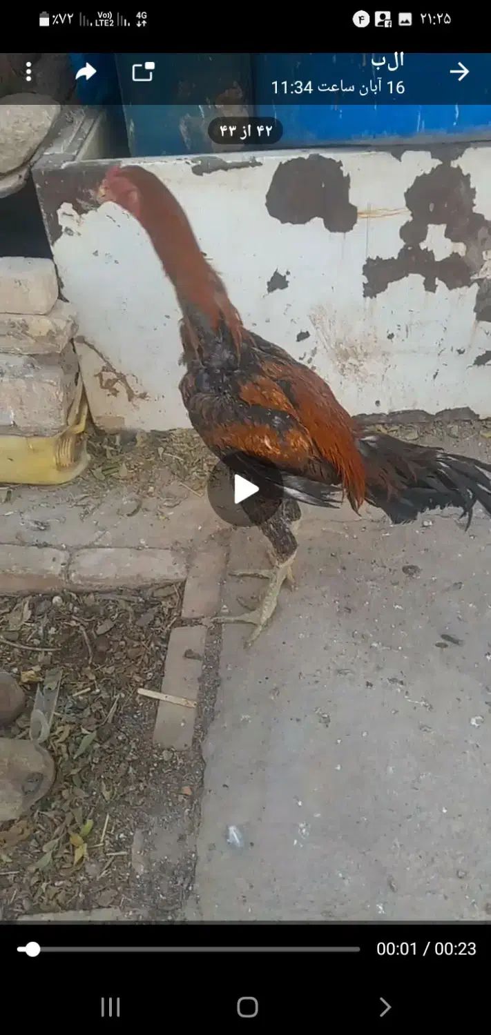 جوجه لاری خروس|حیوانات مزرعه|جوادآباد, |دیوار