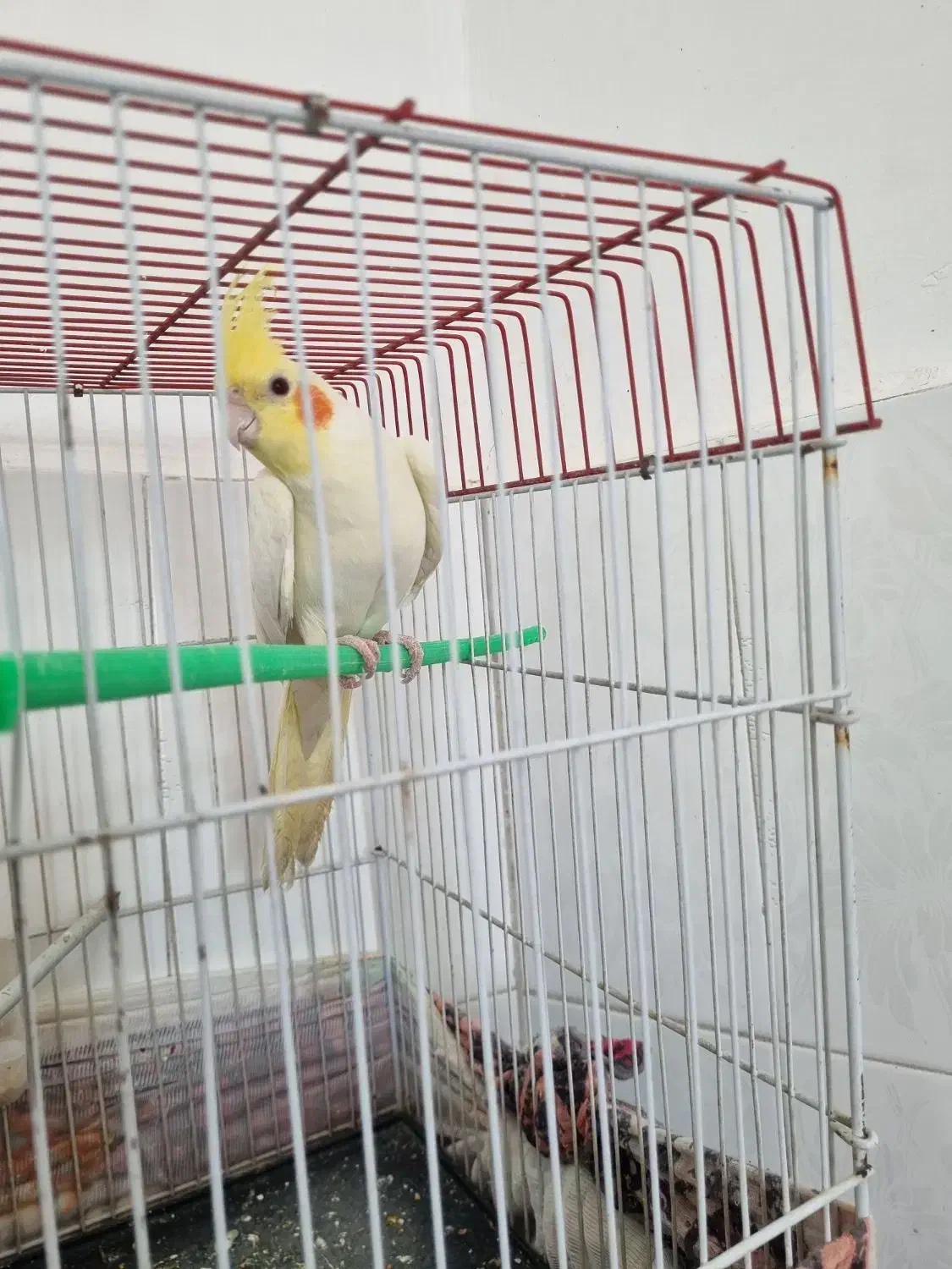 عروس هلندی|پرنده|تربتحیدریه, اندیشه|دیوار