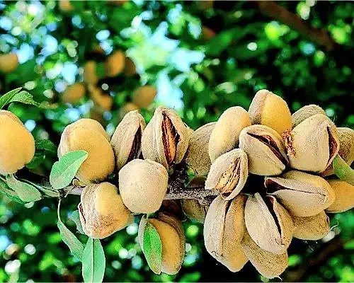 نهالستان گردو و بادام دیرگل و پربار پالیز|خدمات باغبانی و درختکاری|گوگان, |دیوار