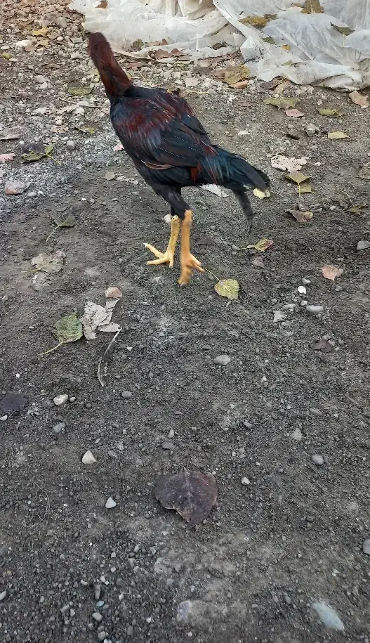 لاری، قیمت برای ۳تاست|حیوانات مزرعه|لوندویل, |دیوار