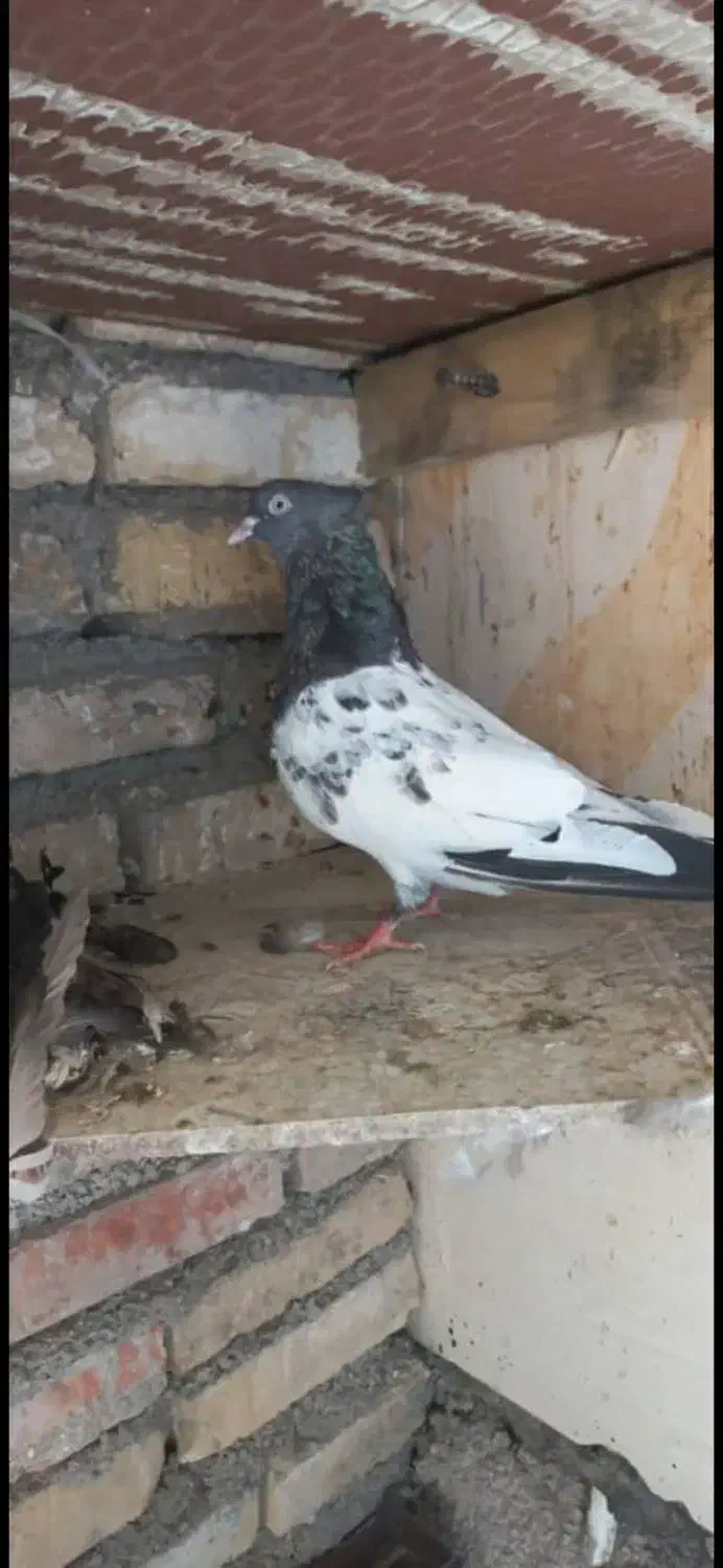 کله سبز با دم سفید|پرنده|اهواز, زوویه ۲|دیوار