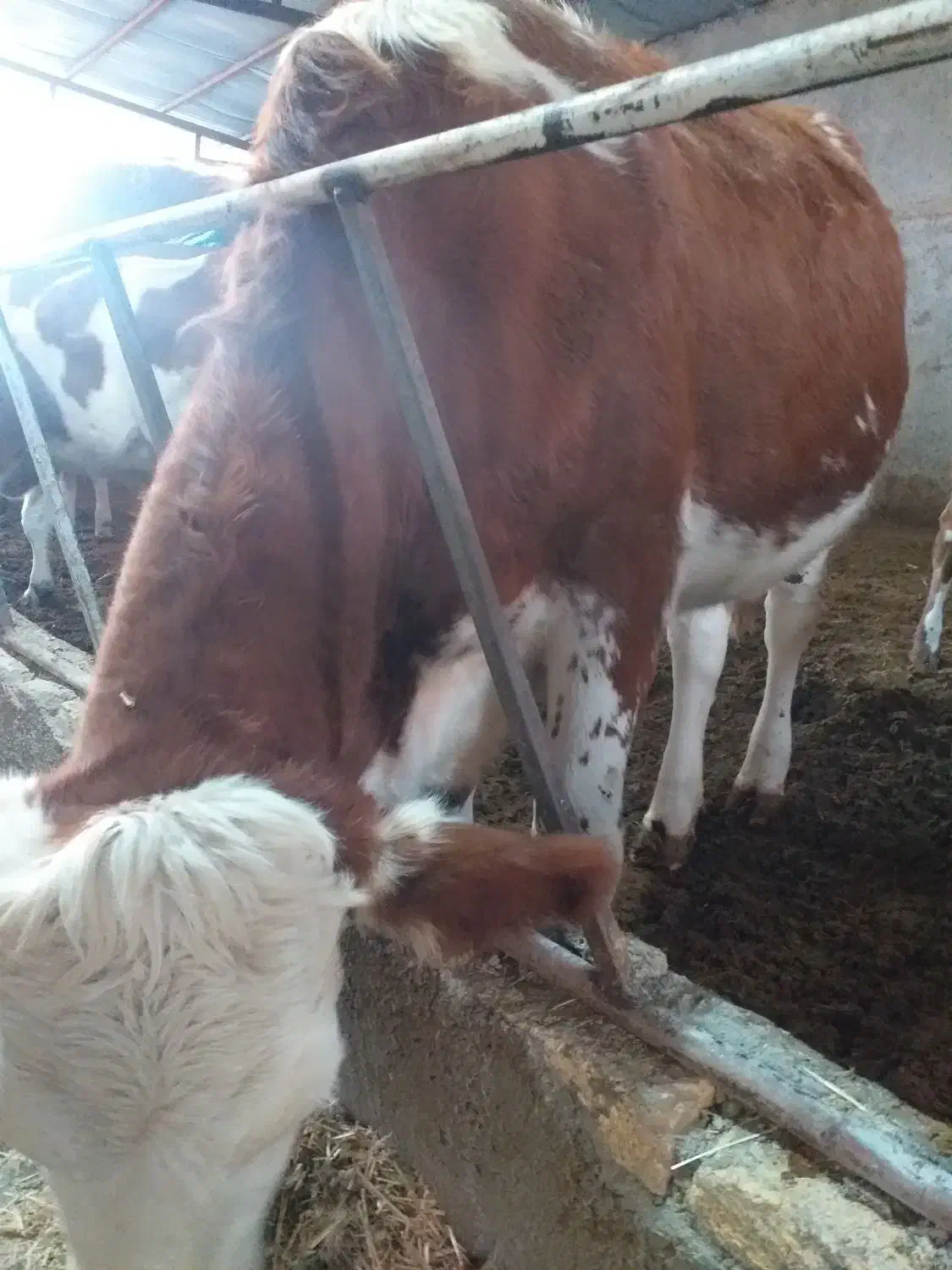 تلیسه سیمینتال آبستن سنگین|حیوانات مزرعه|تاکستان, |دیوار