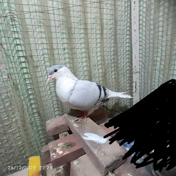 جفت سبز|پرنده|شاندیز, |دیوار