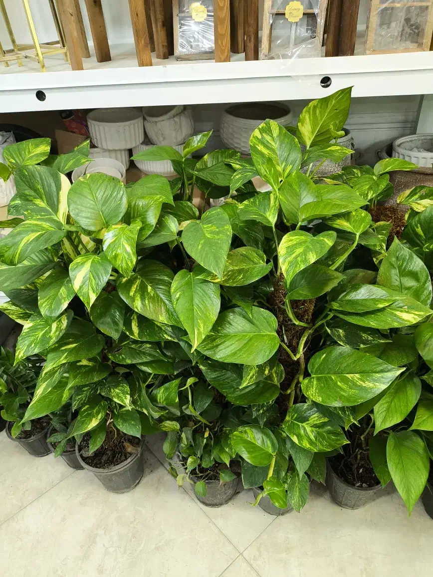 پتوس بار جدید|گل و گیاه طبیعی|بندرعباس, |دیوار