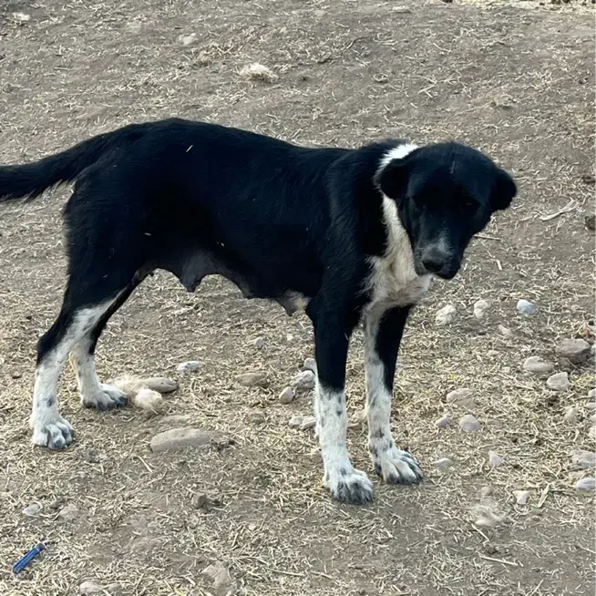 ماده قدرجونی یکسال نیم قد بالا۹۰|سگ|خرم‌آباد, |دیوار