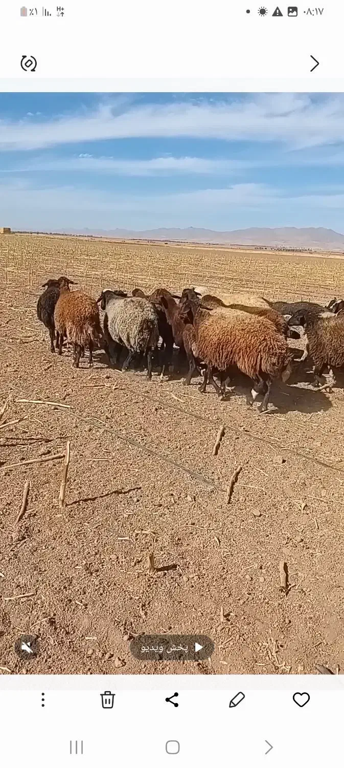 میش و شیشک درجه یک|حیوانات مزرعه|فامنین, |دیوار