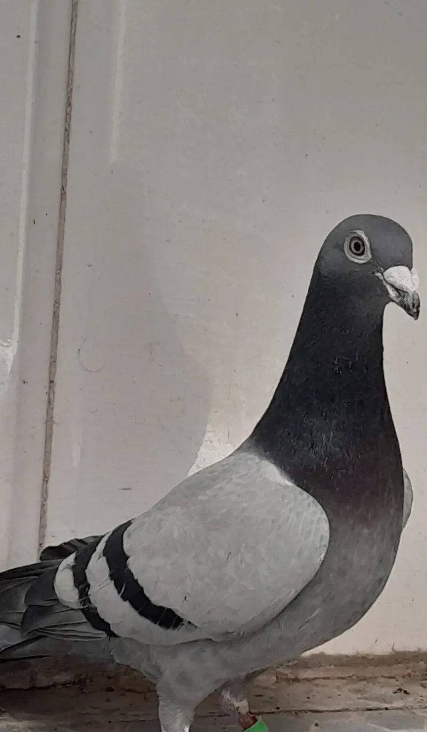 سبز|پرنده|باوی, |دیوار