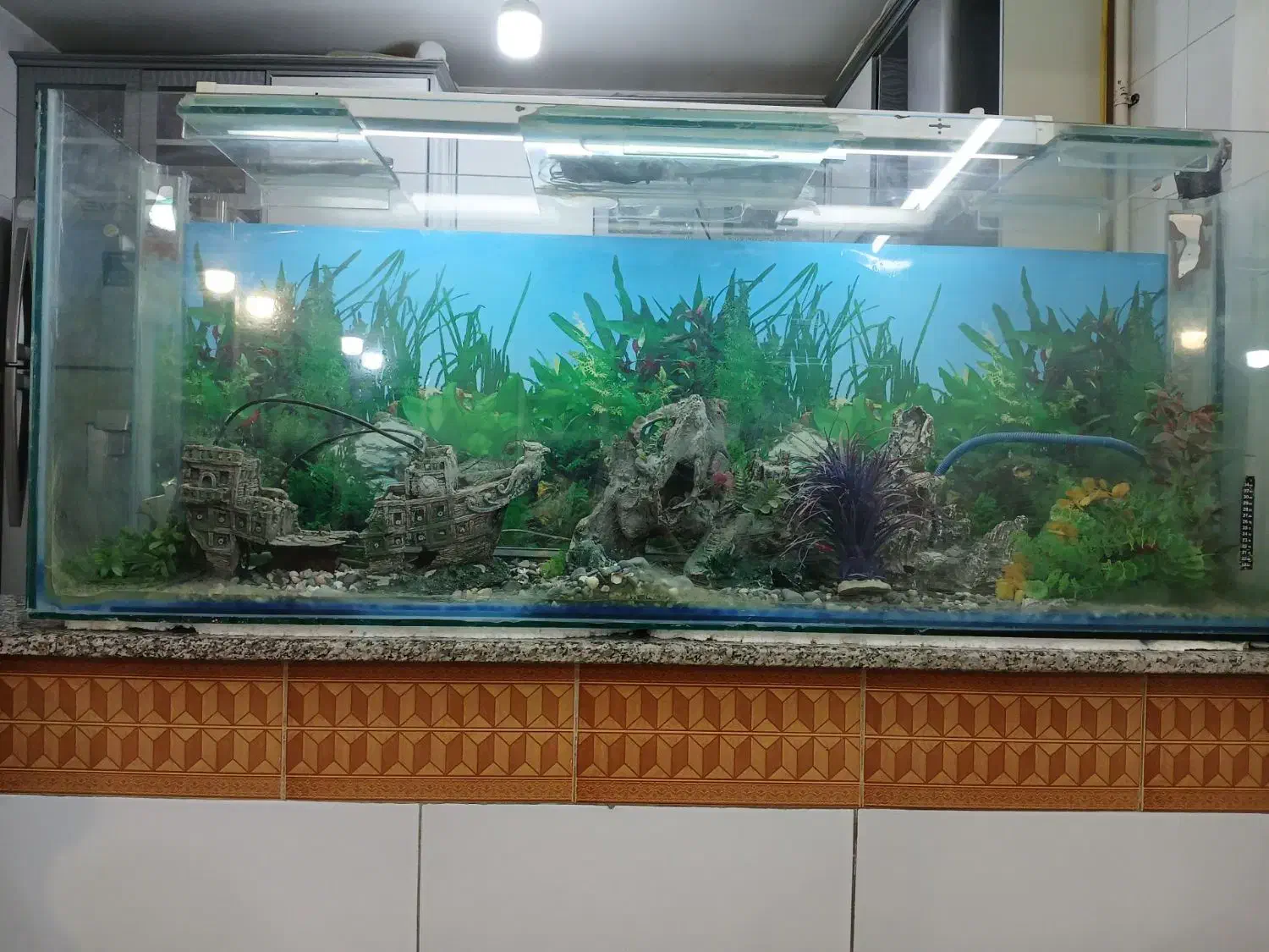 آکواریوم|ماهی|قم, علی آباد سعدگان|دیوار