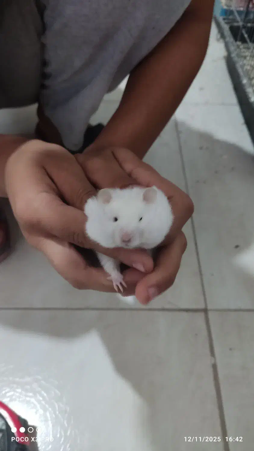 دوعددهمستر|موش و خرگوش|کرمان, |دیوار