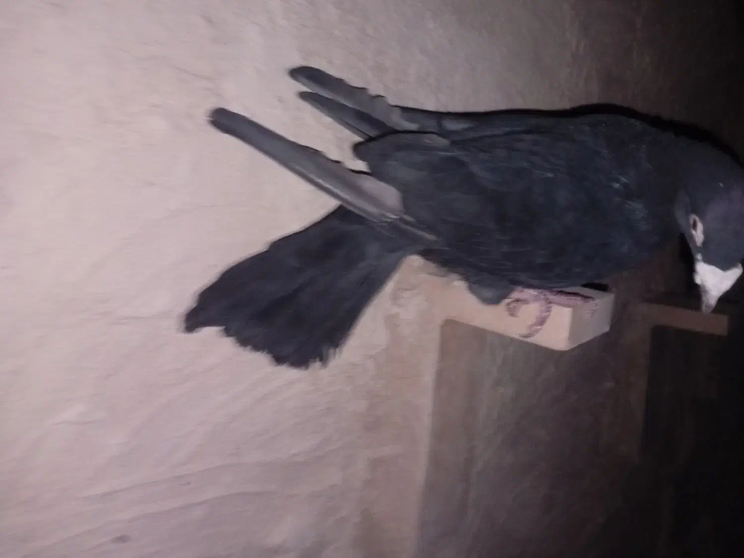 نر سیا کرمونی|پرنده|لنجان, |دیوار