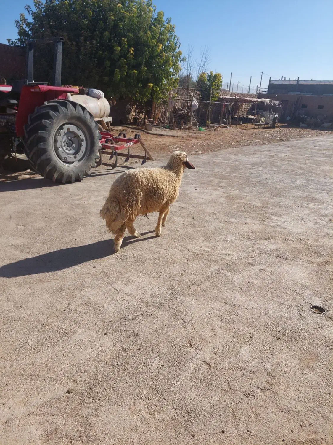 بره قوچ داشتی|حیوانات مزرعه|اسلامآباد غرب, |دیوار